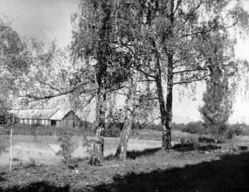 Усадьба "Любенск". Парк. XVIII в. Старовозрастные березы у верхнего пруда "Озерцо". Фото 1988 г.  д.Любенск, Плюсский р-он.